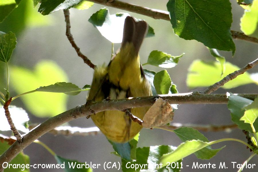 Orange-crowned Warbler -spring- (California)