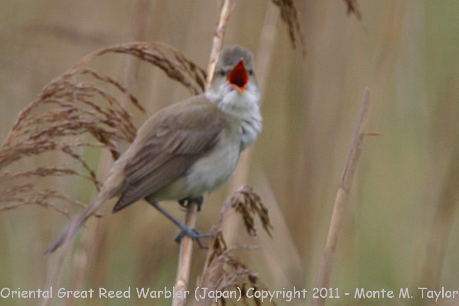 Oriental Reed Warbler -summer- (Chiba, Japan)