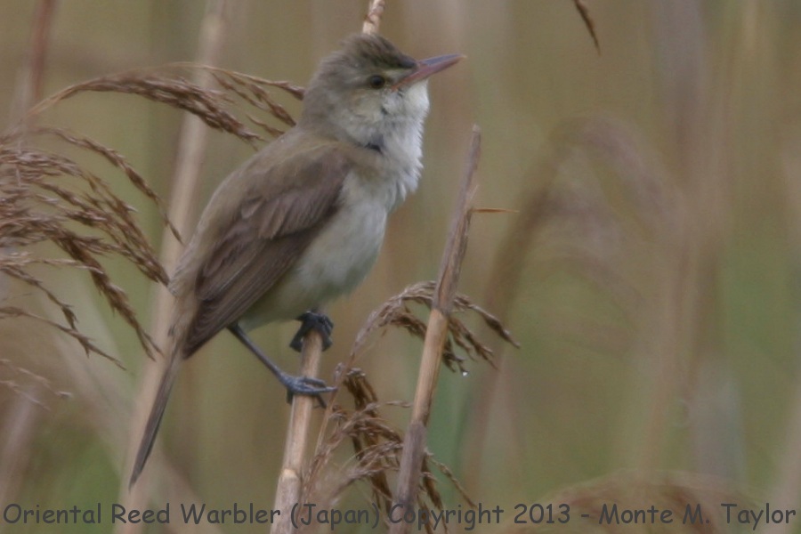 Oriental Reed Warbler -summer- (Chiba, Japan)