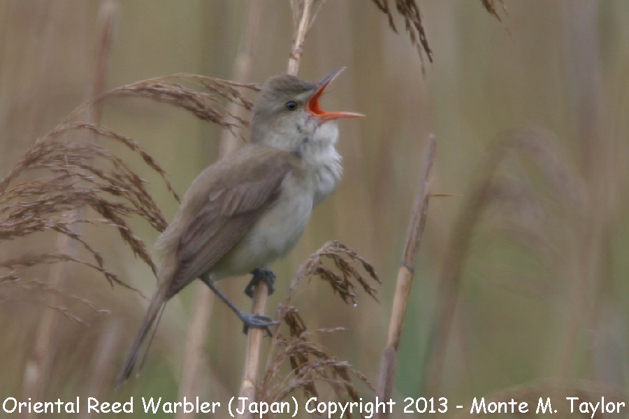 Oriental Reed Warbler -summer- (Chiba, Japan)