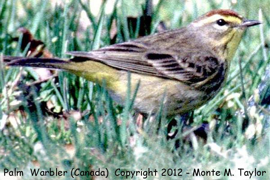 Palm Warbler -spring eastern race- (Pt Pelee, Ontario, Canada)