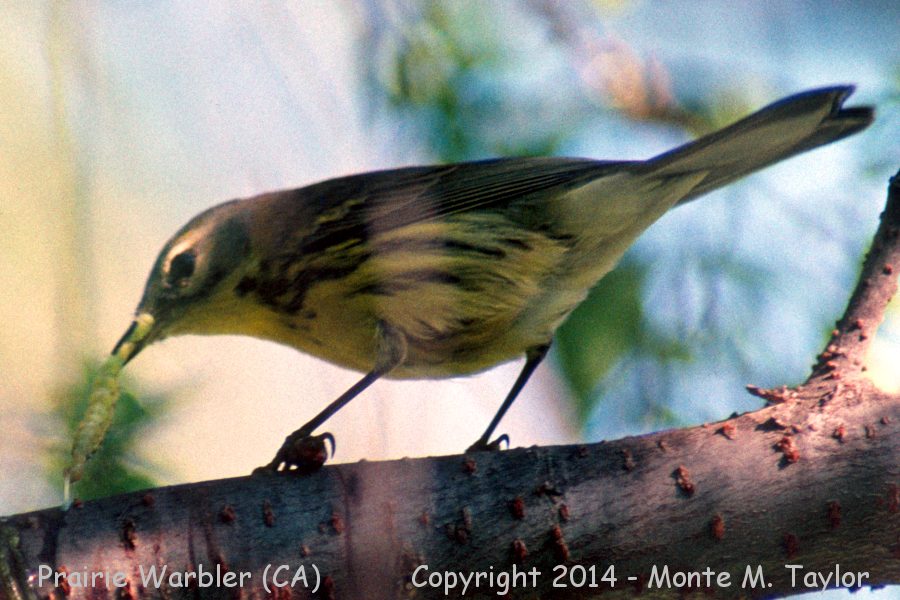 Prairie Warbler -fall- (California)