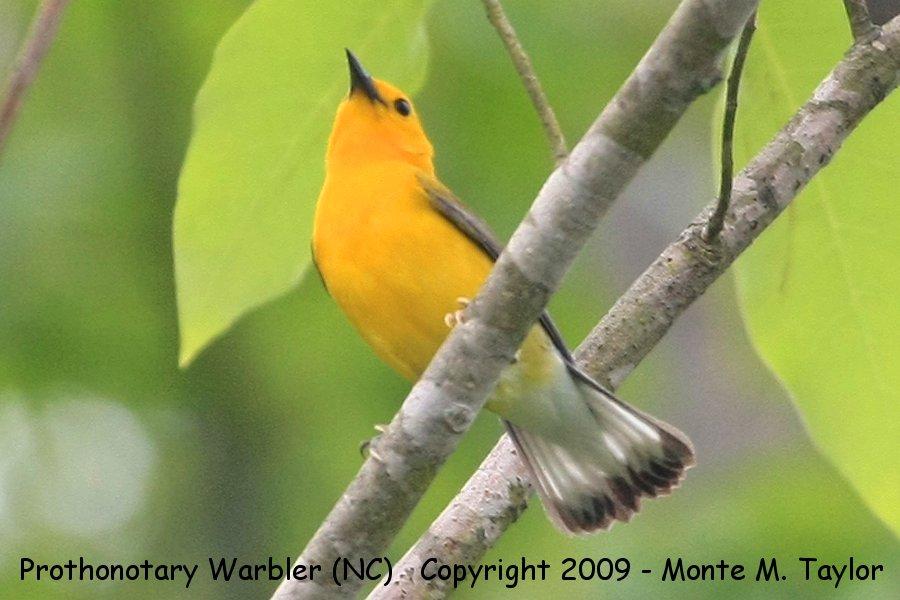 Prothonotary Warbler -spring- (North Carolina)