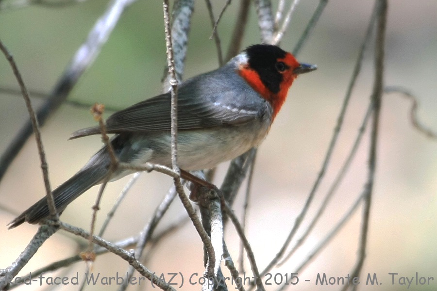 Red-faced Warbler -summer male- (Arizona)