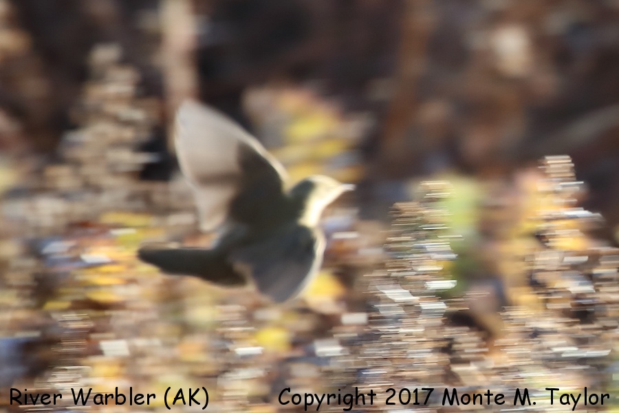 "Eurasian" River Warbler -Oct 7th, 2017- (Gambell, St. Lawrence Island, Alaska)