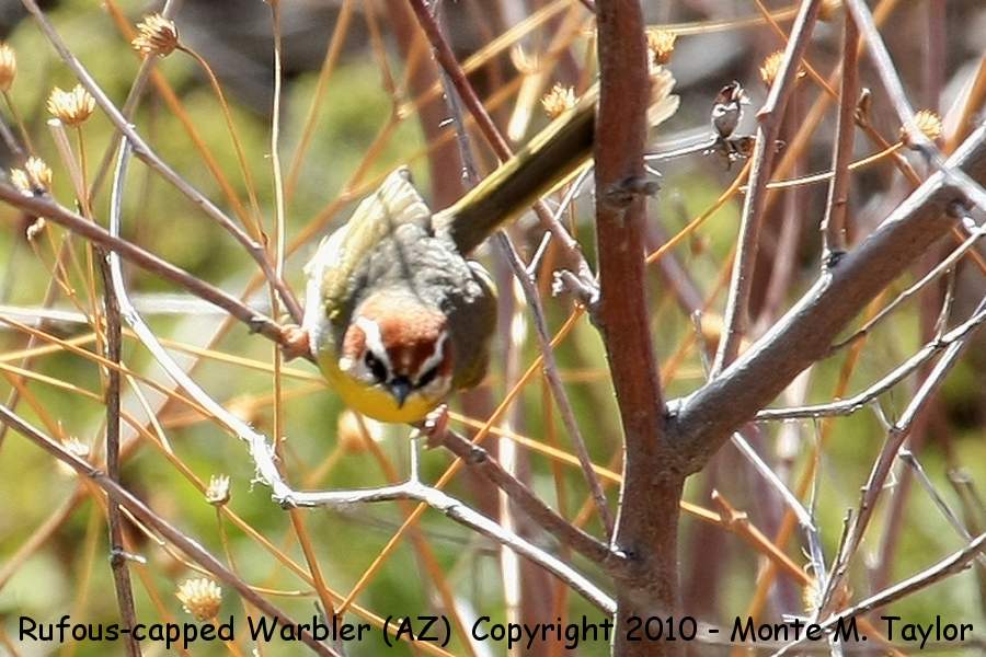 Rufous-capped Warbler -winter- (Arizona)
