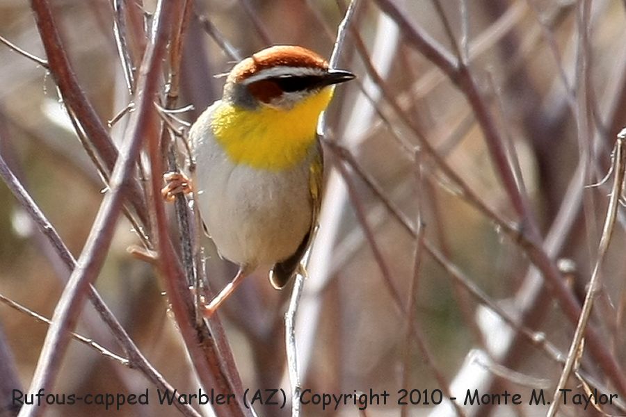 Rufous-capped Warbler -winter- (Arizona)