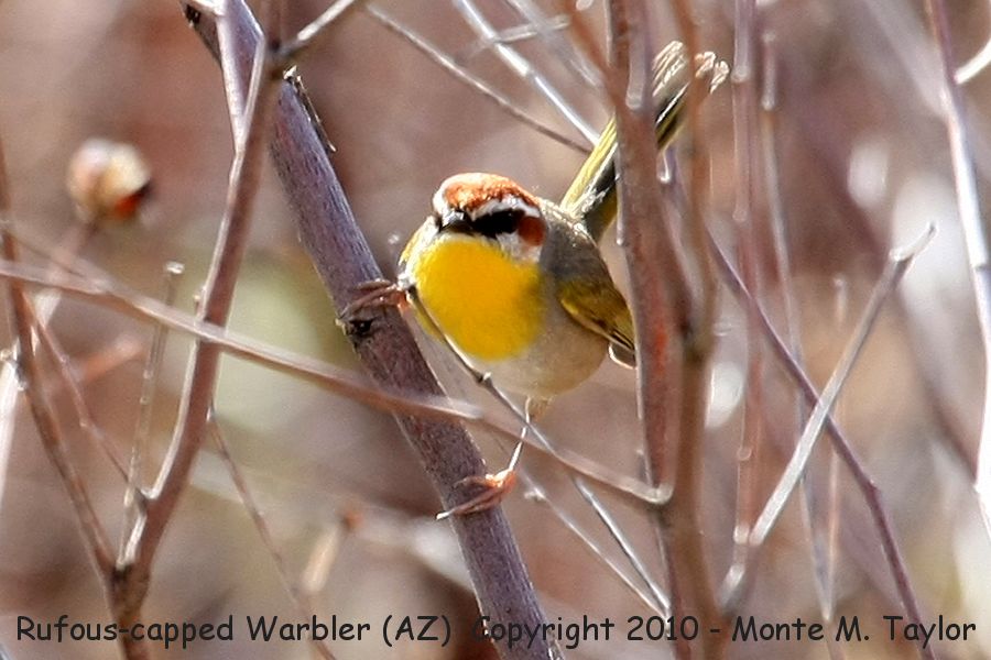 Rufous-capped Warbler -winter- (Arizona)