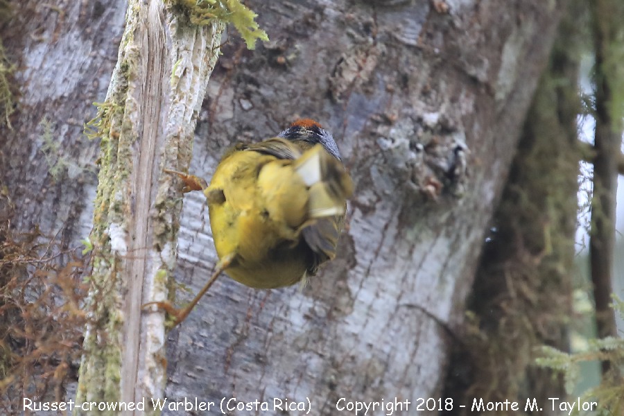Russet-crowned Warbler -November- (Bellavista, Ecuador)
