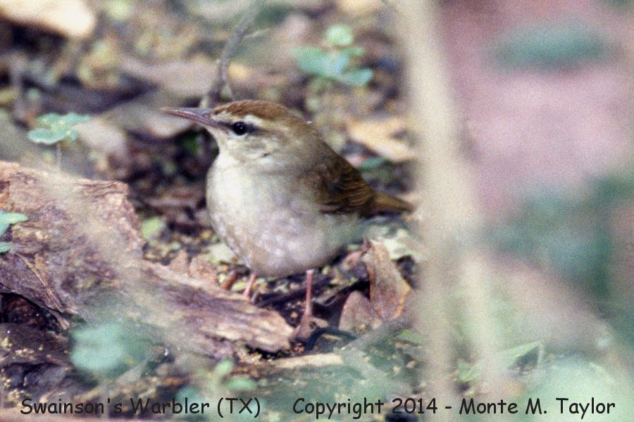 Swainson's Warbler -spring- (Texas)