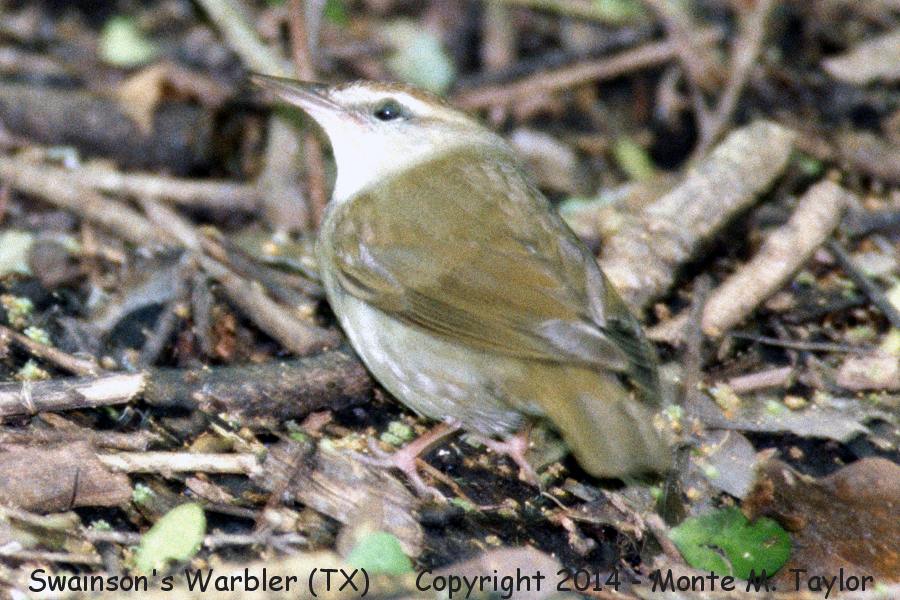Swainson's Warbler -spring- (Texas)