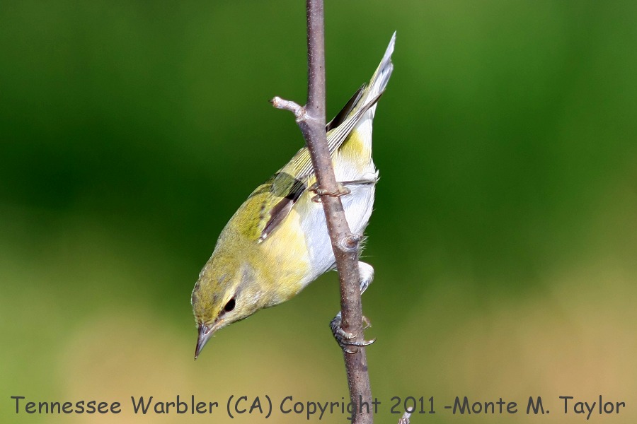 Tennessee Warbler -fall- (California)