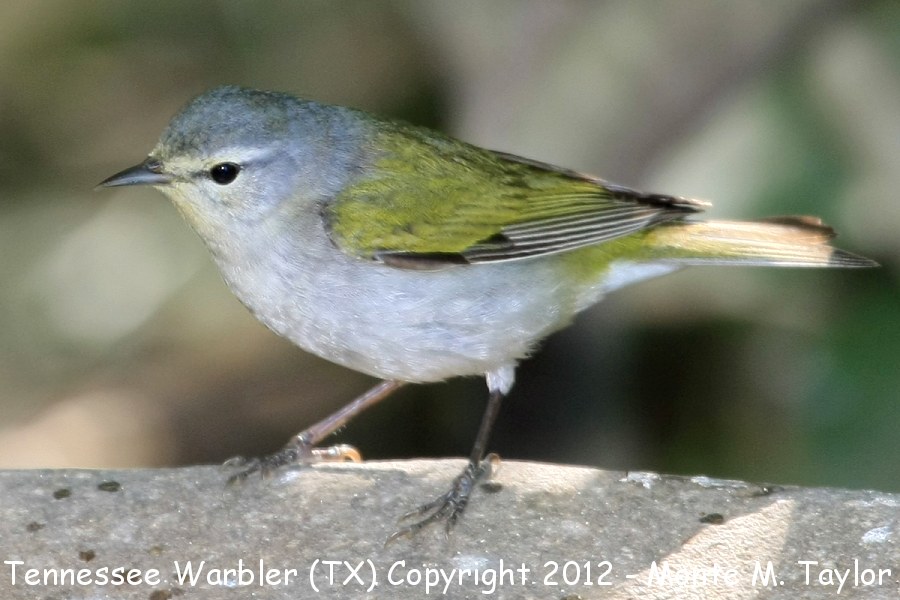 Tennessee Warbler -spring- (Texas)