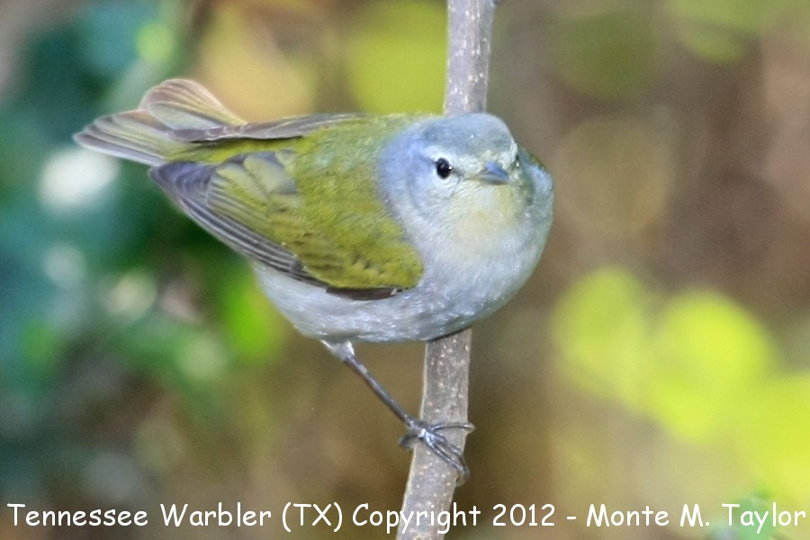 Tennessee Warbler -spring- (Texas)