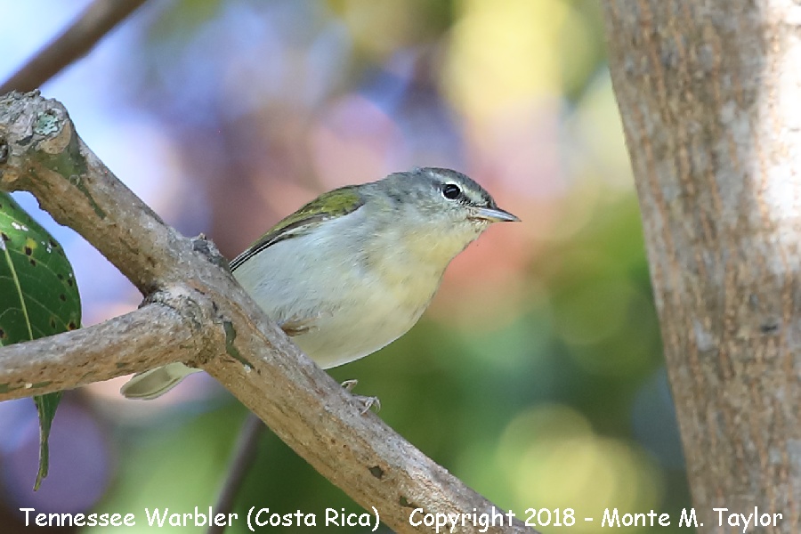 Tennessee Warbler -winter- (Costa Rica)
