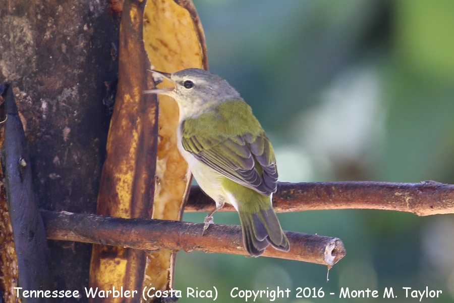 Tennessee Warbler -winter- (Savegre, Costa Rica)