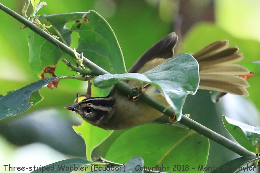 Three-striped Warbler -November- (Mindo, Ecuador)