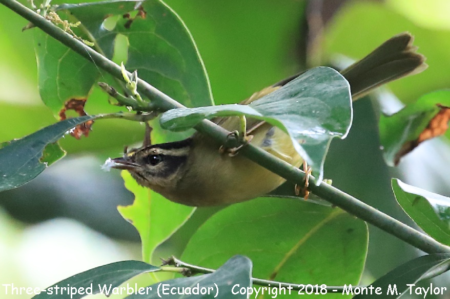Three-striped Warbler -November- (Mindo, Ecuador)