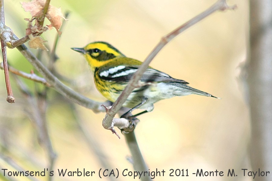 Townsend's Warbler -fall male- (California)
