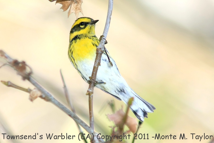 Townsend's Warbler -fall male- (California)