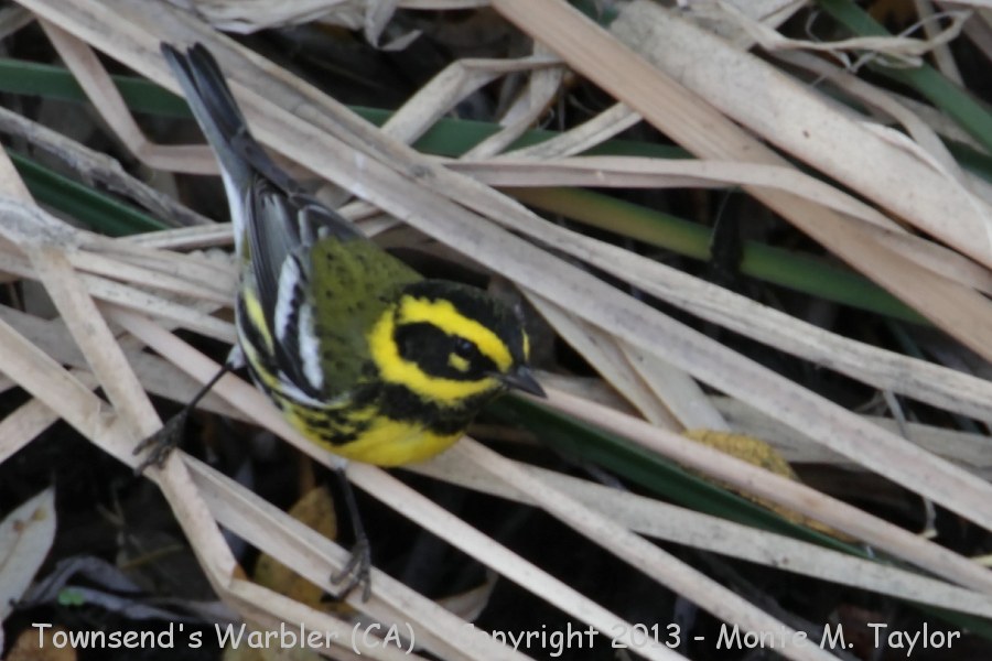 Townsend's Warbler -fall male- (California) 