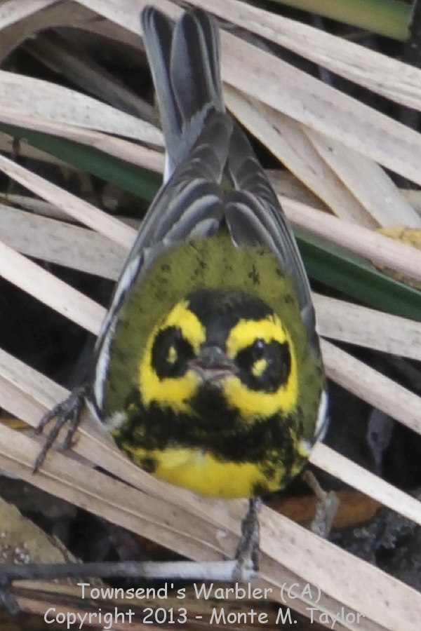 Townsend's Warbler -fall male- (California) 