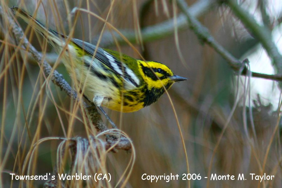 Townsend's Warbler -spring male- (California)