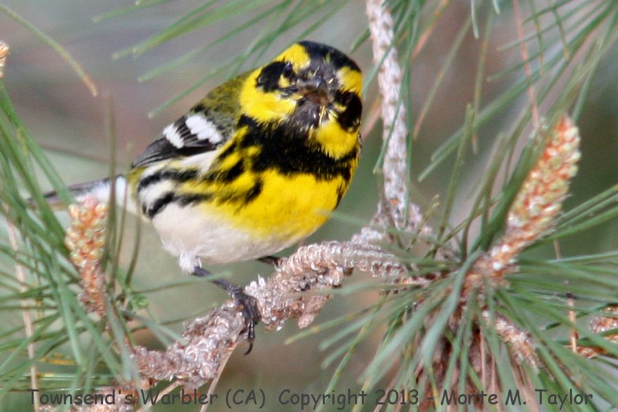 Townsend's Warbler -winter male- (California)