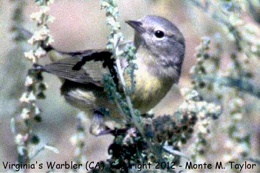 Virginia's Warbler -fall- (California)