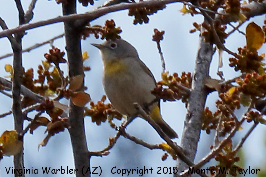 Virginia's Warbler -spring- (Arizona)