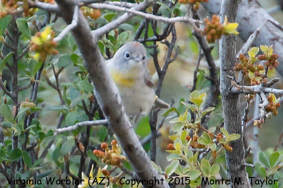Virginia's Warbler -spring- (Arizona)