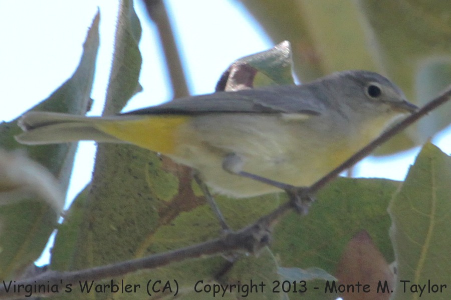 Virginia's Warbler -late summer- (California)