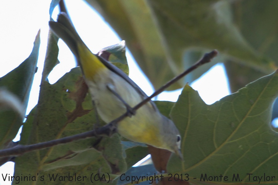 Virginia's Warbler -late summer- (California)