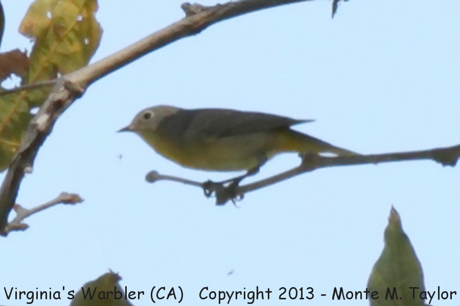 Virginia's Warbler -late summer- (California)