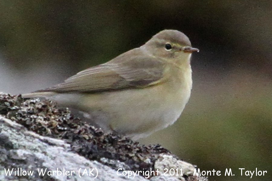 Willow Warbler -Willow Warbler -Aug 30th, 2011- (Gambell, St. Lawrence Island, Alaska)