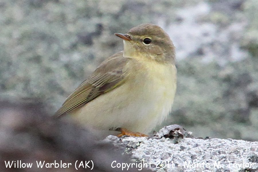 Willow Warbler -Willow Warbler -Aug 30th, 2011-  (Gambell, St. Lawrence Island, Alaska)