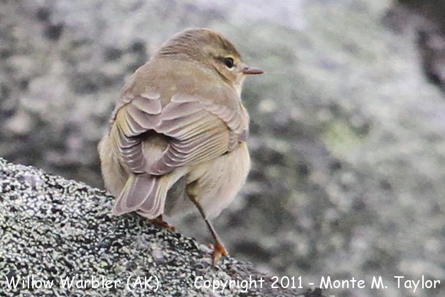 Willow Warbler -Willow Warbler -Aug 30th, 2011- (Gambell, St. Lawrence Island, Alaska)