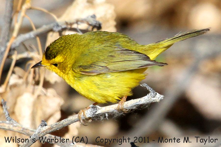 Wilson's Warbler -spring female- (Butterbredt Springs, California)
