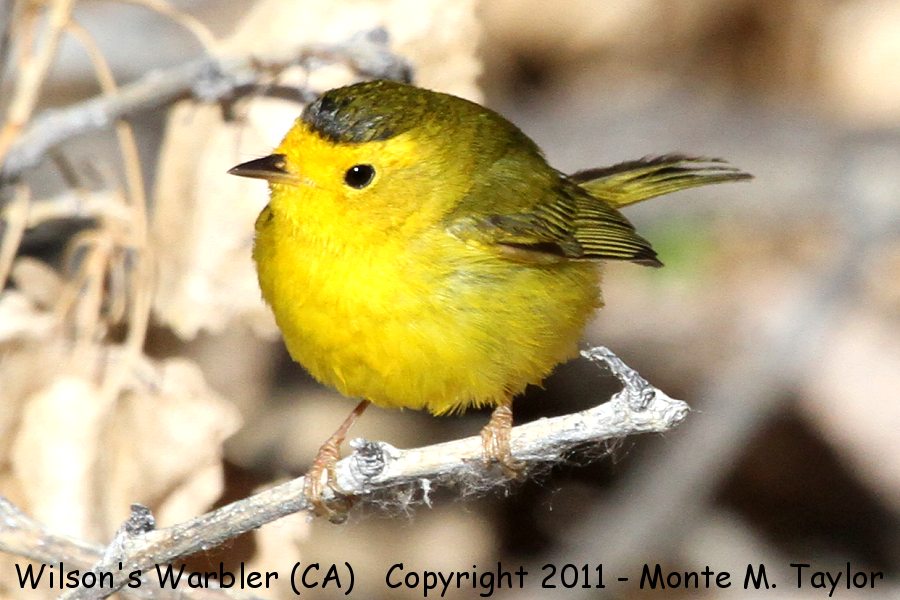 Wilson's Warbler -spring female- (Butterbredt Springs, California)