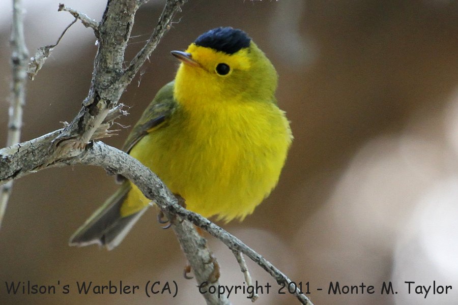 Wilson's Warbler -spring male- (Butterbredt Springs, California)