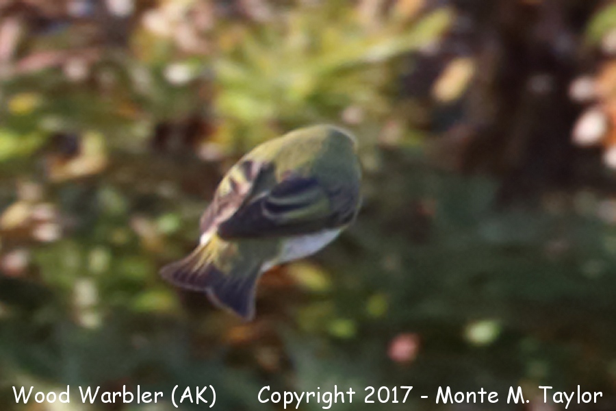 Wood Warbler -Sept 13th, 2017- (Gambell, St. Lawrence Island, Alaska)