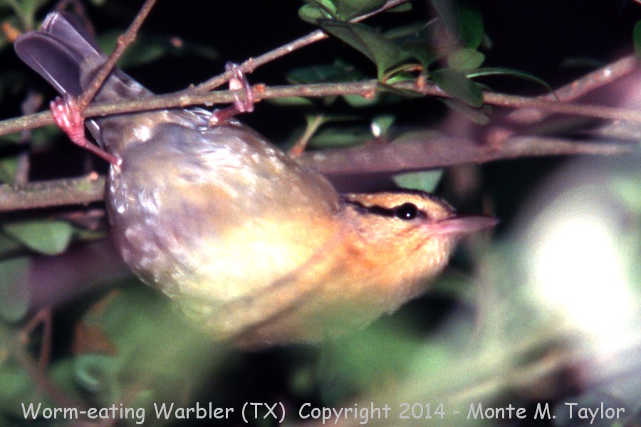 Worm-eating Warbler -spring- (Texas)