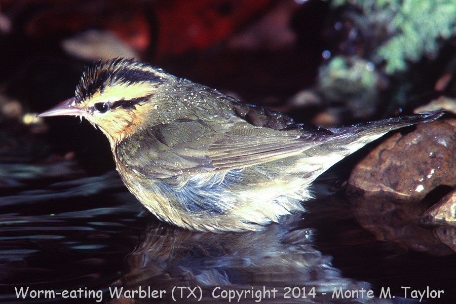 Worm-eating Warbler -spring- (Texas)