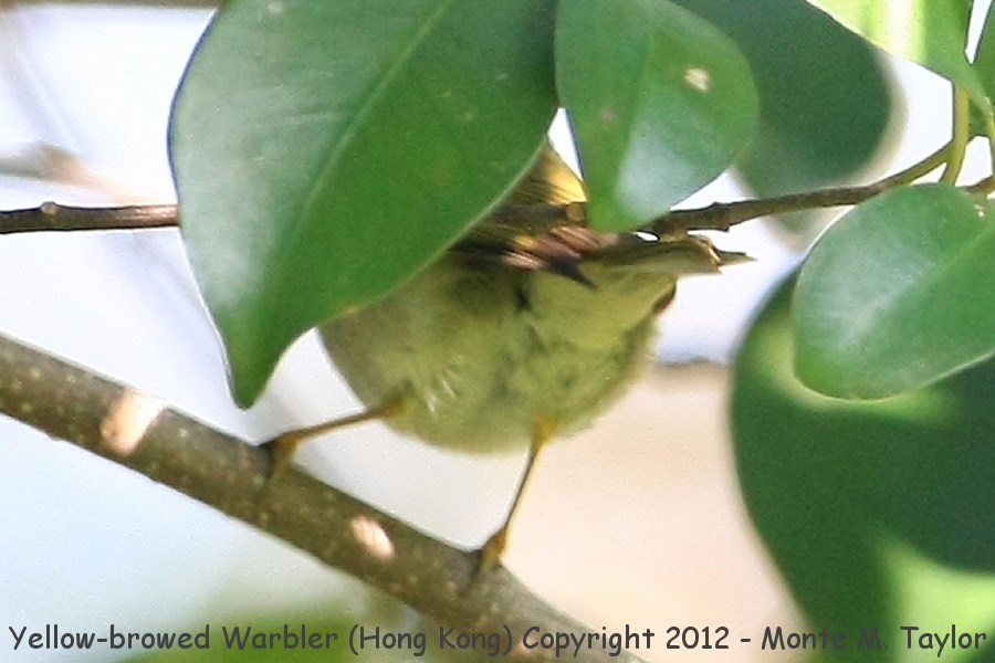Yellow-browed Warbler -winter- (Hong Kong, China)