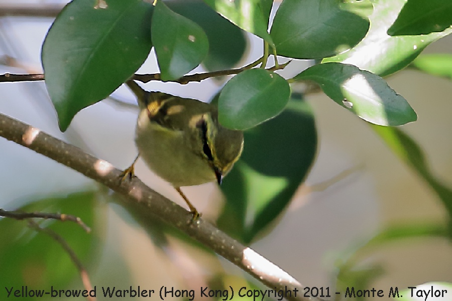 Yellow-browed Warbler -winter- (Hong Kong, China)