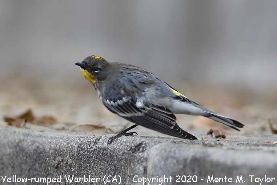Yellow-rumped Warbler -fall- (California)