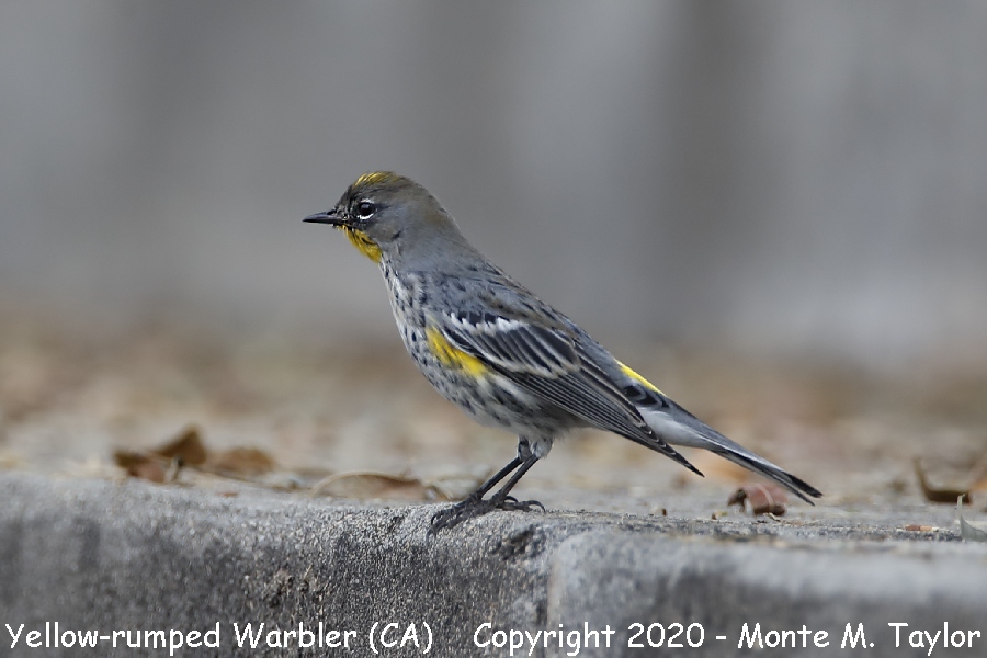 Yellow-rumped Warbler -fall- (California)