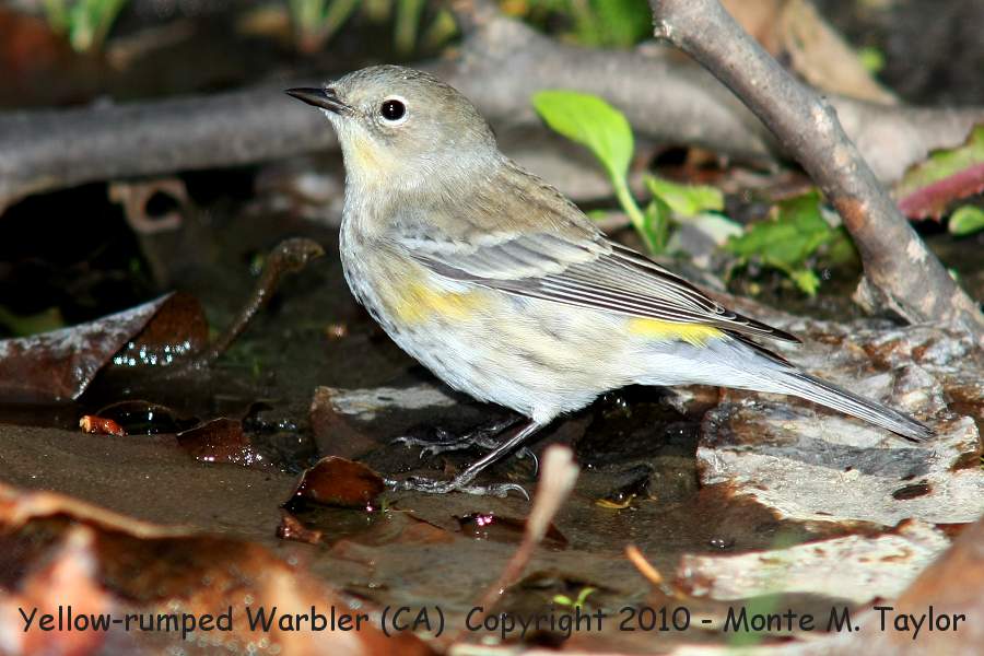 Yellow-rumped Warbler -fall female- (California)