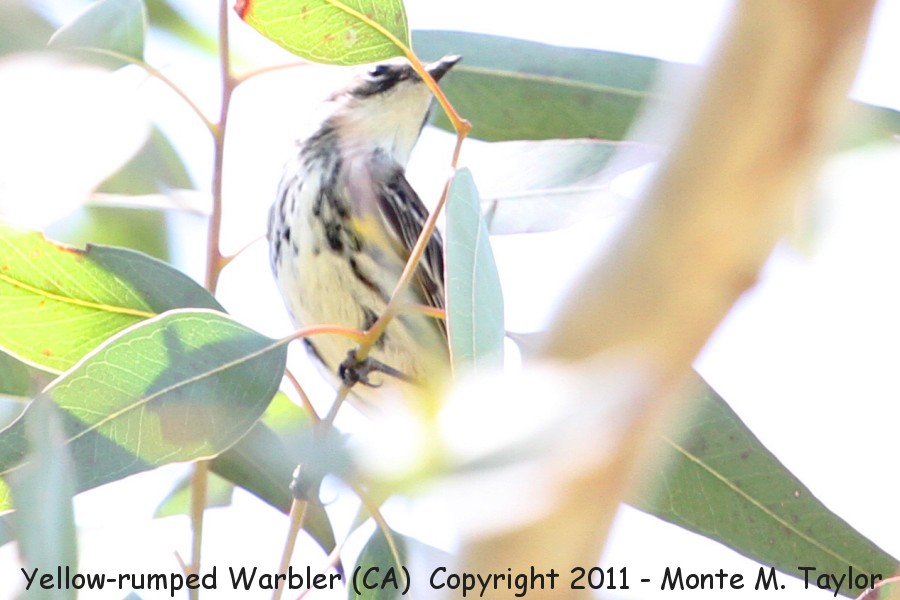 Yellow-rumped Warbler -spring male myrtle's race- (California)