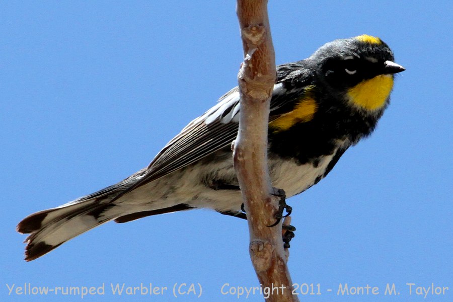 Yellow-rumped Warbler -spring male- (California)